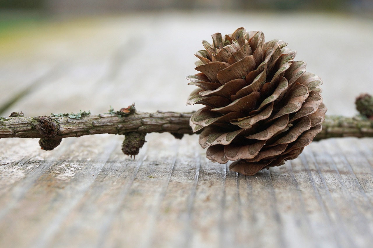 10 Easy Crafts for Exploring Nature with Kids